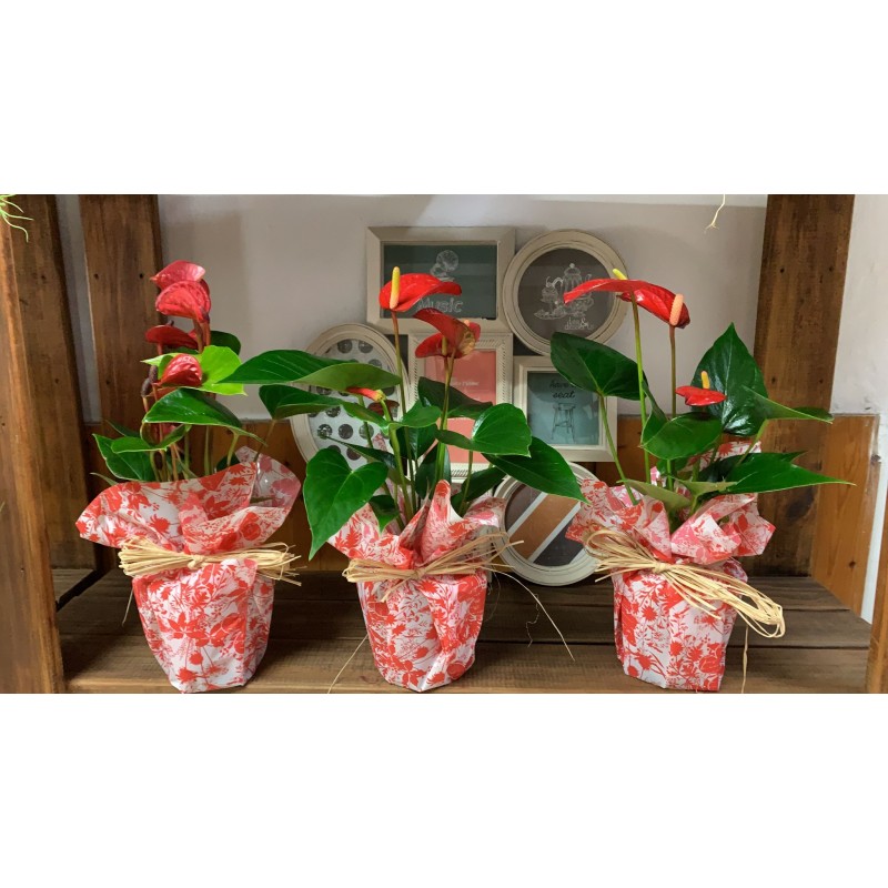 ANTHURIUM ANTHURIUM