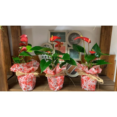 ANTHURIUM