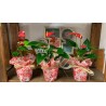 ANTHURIUM