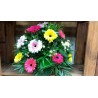 CESTA GERBERA
